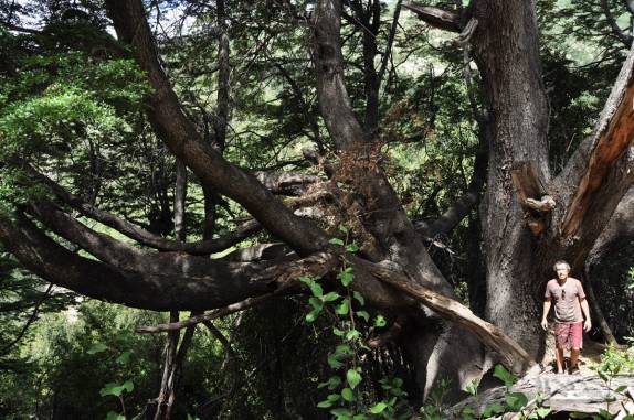 Uma das árvores gigantes do Parque Nacional Los Alerces, ao norte de Trevelin, na patagônia argentina